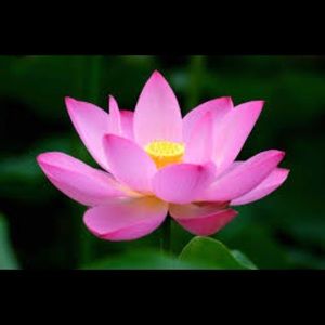 Meet your Posher, Cathy